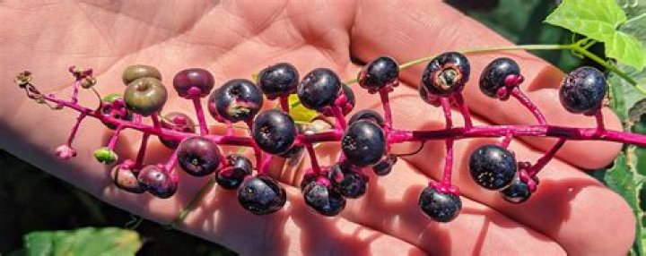 Is American pokeweed edible?