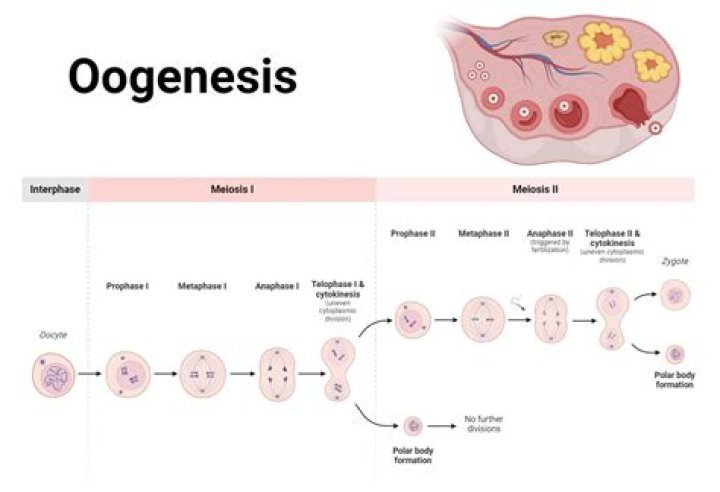 Is an oocyte diploid?