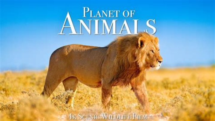 Is Animal Planet on Amazon Prime?