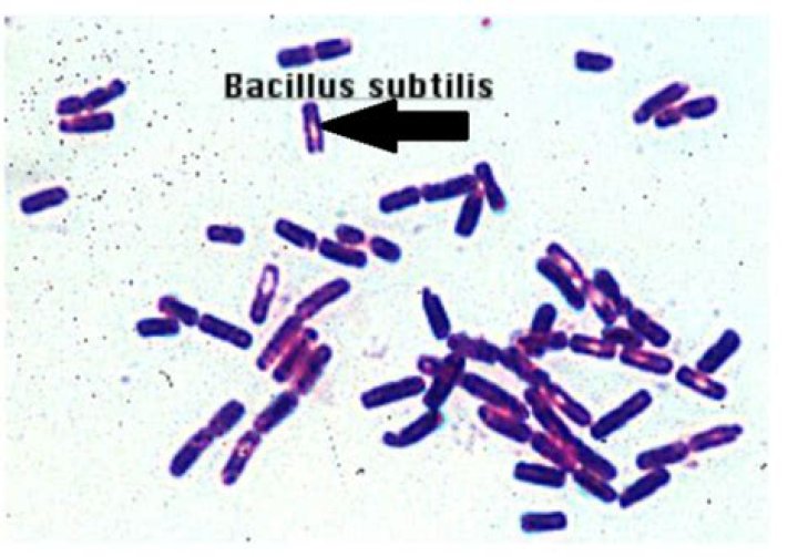 Is Bacillus subtilis a lactose fermenter?