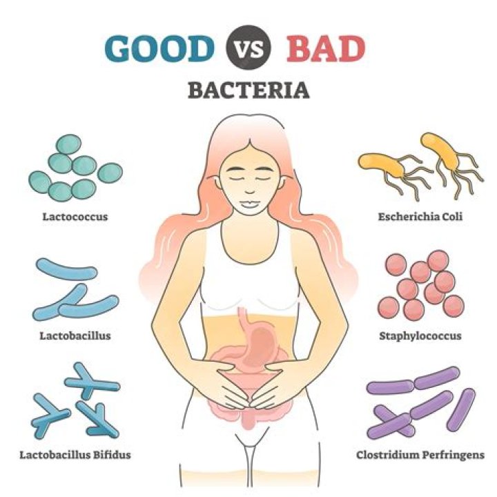 Is Bacteroides good or bad?