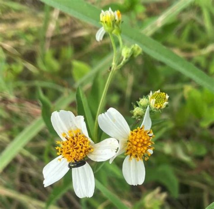 Is beggar’s lice poisonous?