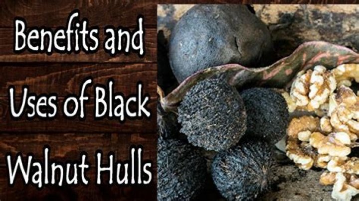 Is Black Walnut poisonous to horses?