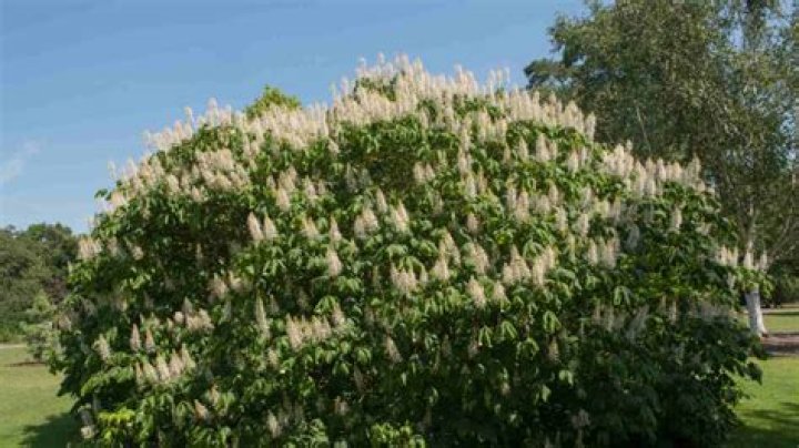 Is bottlebrush buckeye poisonous to dogs?
