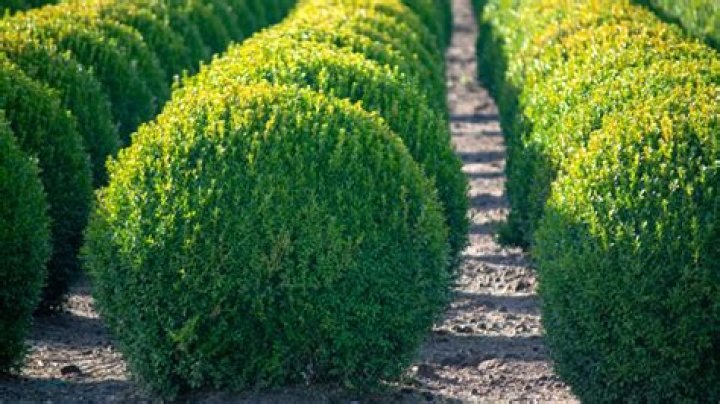 Is Boxwood safe for cats?