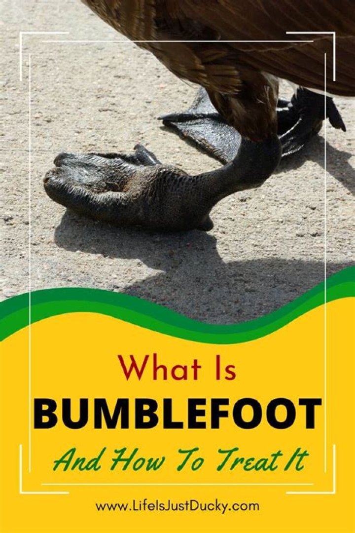Is bumblefoot deadly?