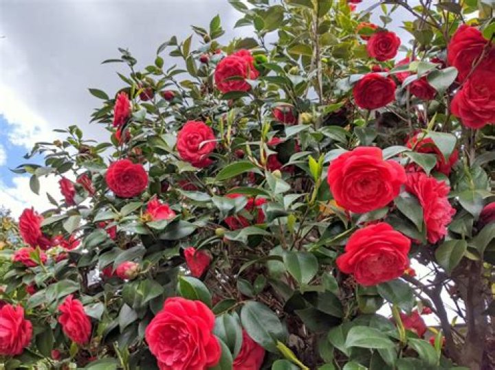 Is Camellia flower edible?
