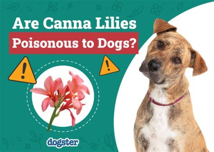 Is canna lily poisonous to dogs?