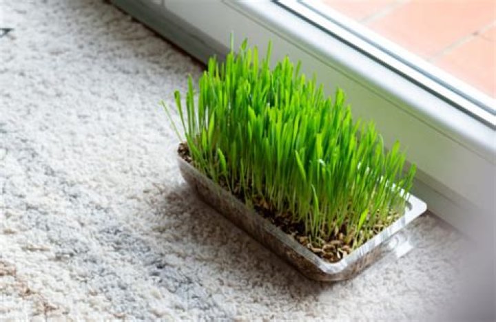 Is cat grass OK for rabbits?