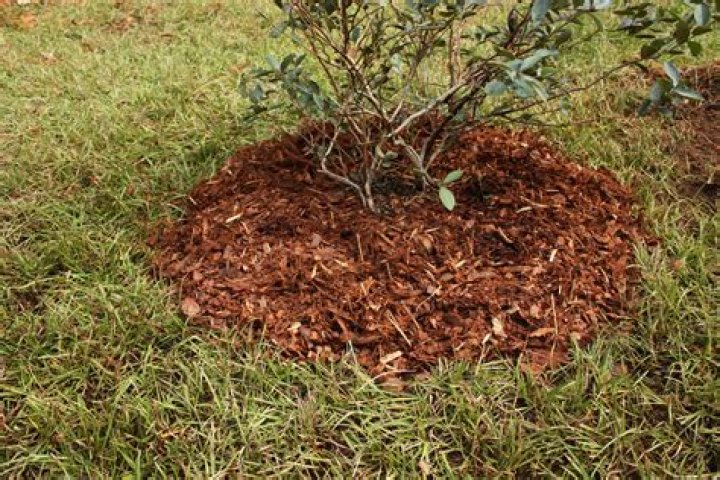Is cedar mulch good for blueberries?