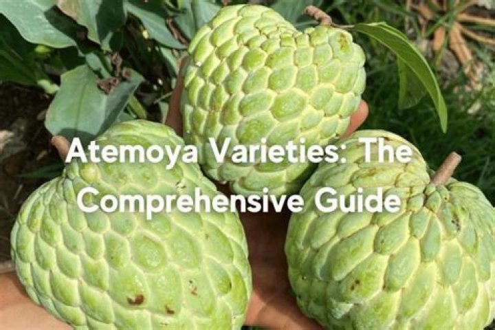 Is cherimoya same as custard apple?