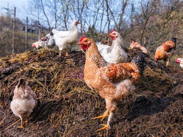 Is chicken manure good for fruit trees?