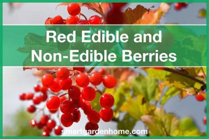 Is Christmas berry edible?