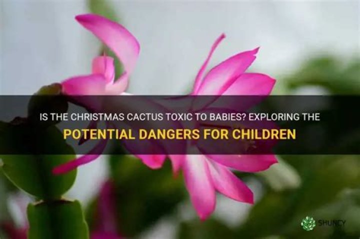 Is Christmas cactus toxic to babies?
