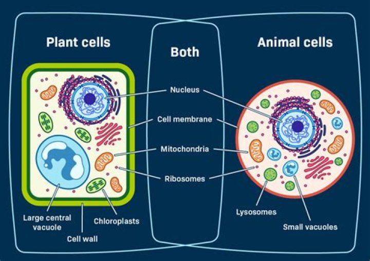Is chromatin in both plant and animal cells?
