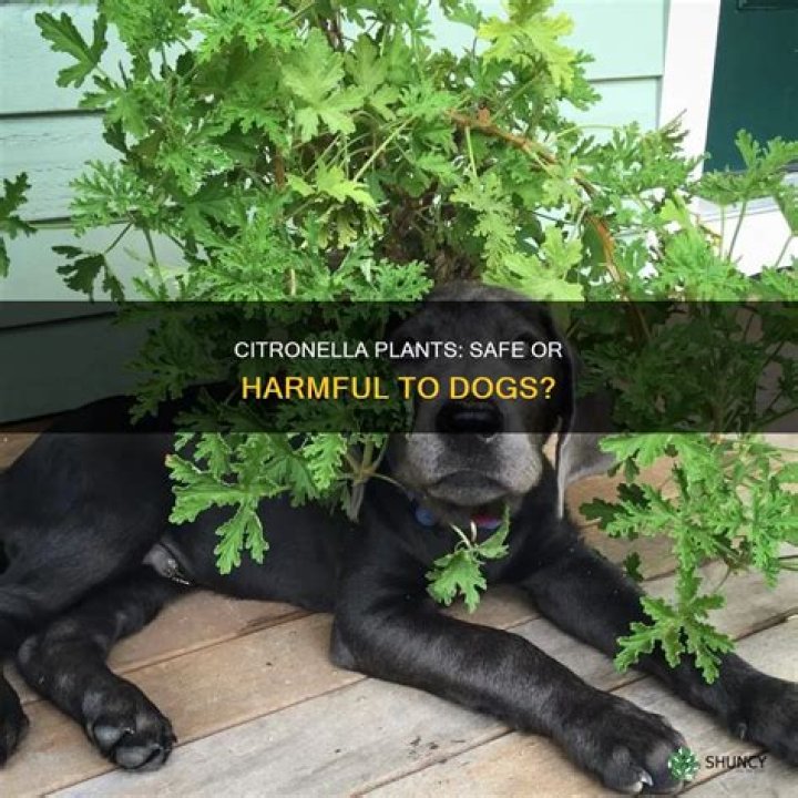 Is citronella plant harmful to dogs?
