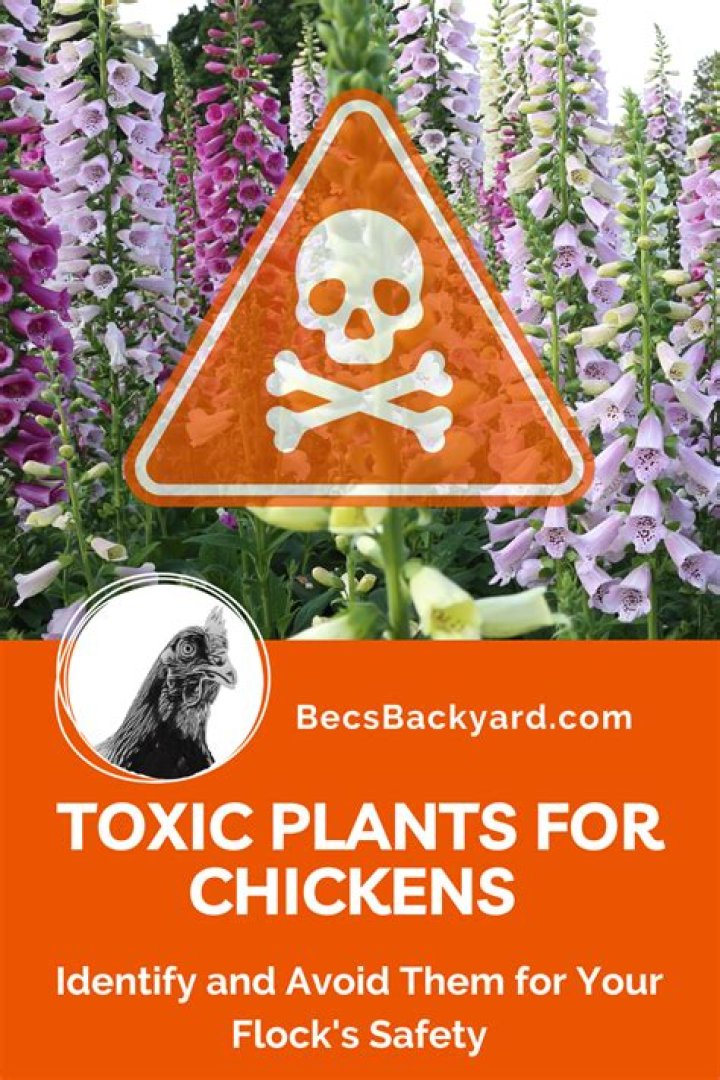 Is Clematis poisonous to chickens?