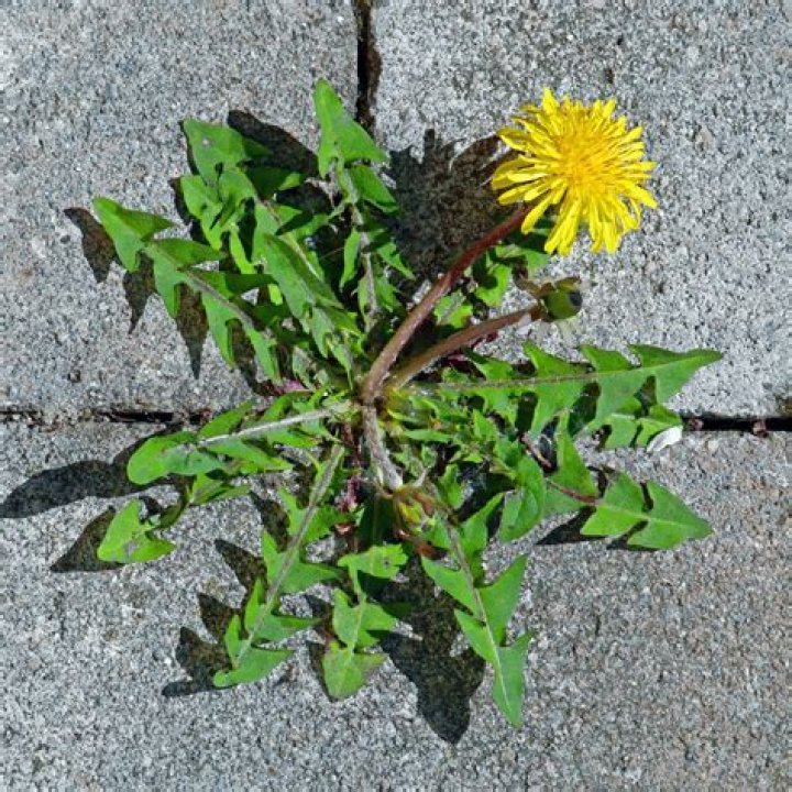 Is dandelion root poisonous to dogs?