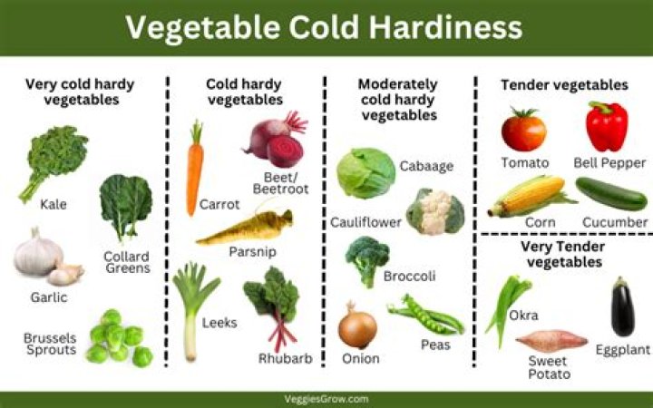 Is Dill cold tolerant?