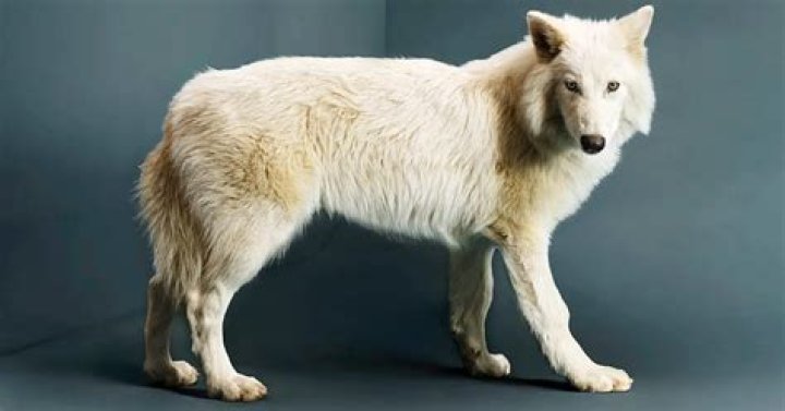 Is Direwolf Whistle albino?