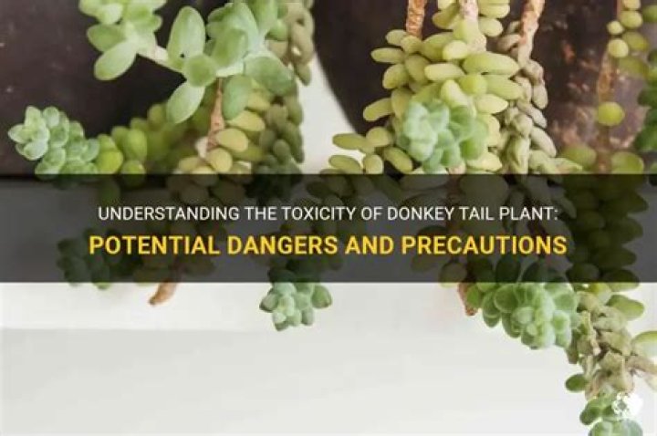 Is donkey tail succulent poisonous?