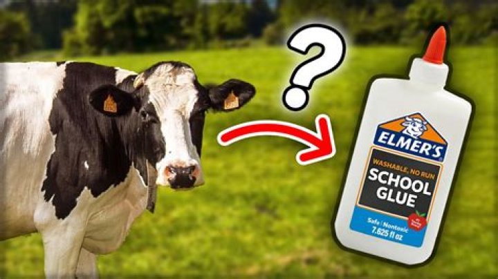 Is Elmer’s glue made from cows?