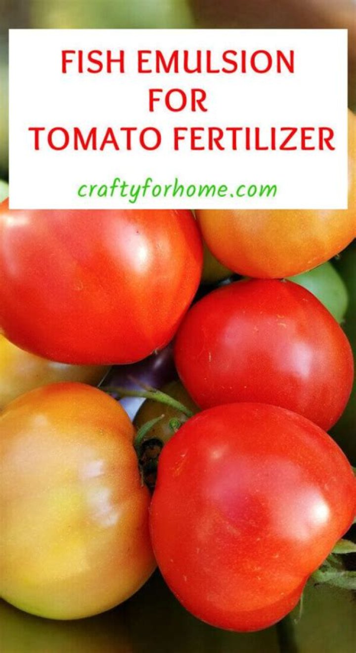 Is fish emulsion good for tomatoes?