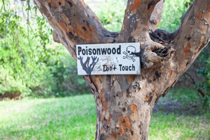 Is Hawthorn Wood poisonous?