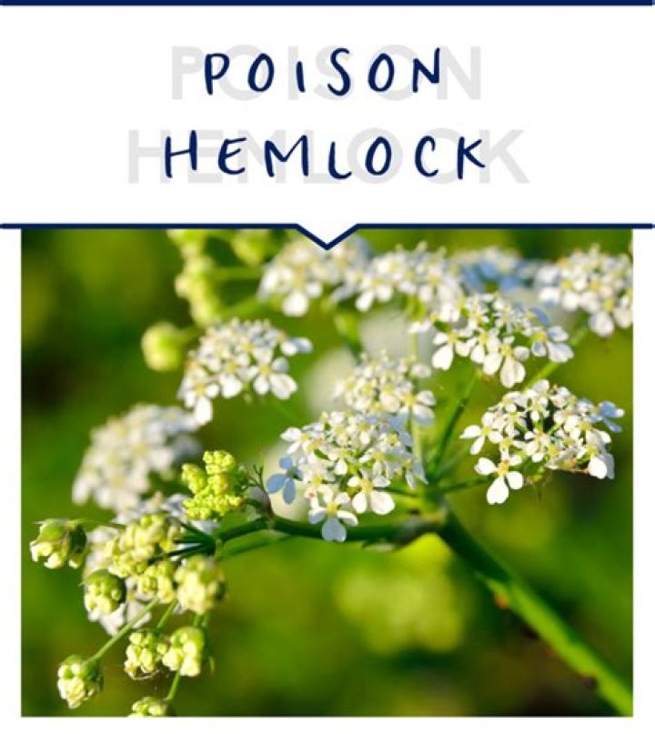 Is hemlock bark mulch poisonous?