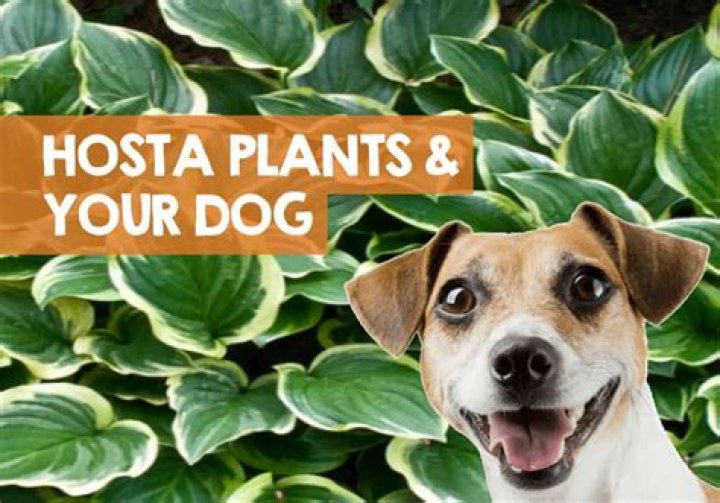 Is Hosta poisonous to dogs?
