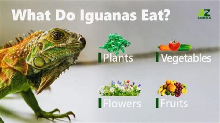 Is Iguana healthy to eat?