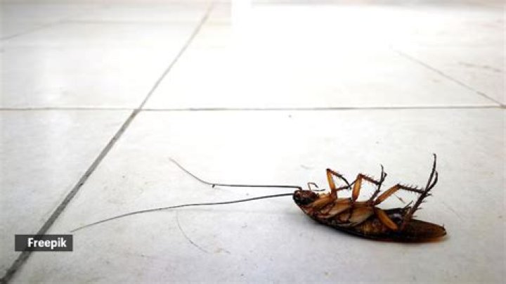 Is it bad to step on a cockroach?