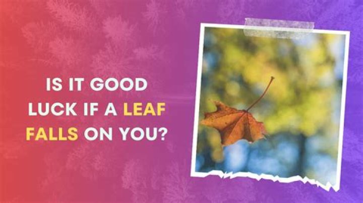 Is it good luck if a leaf falls on you?