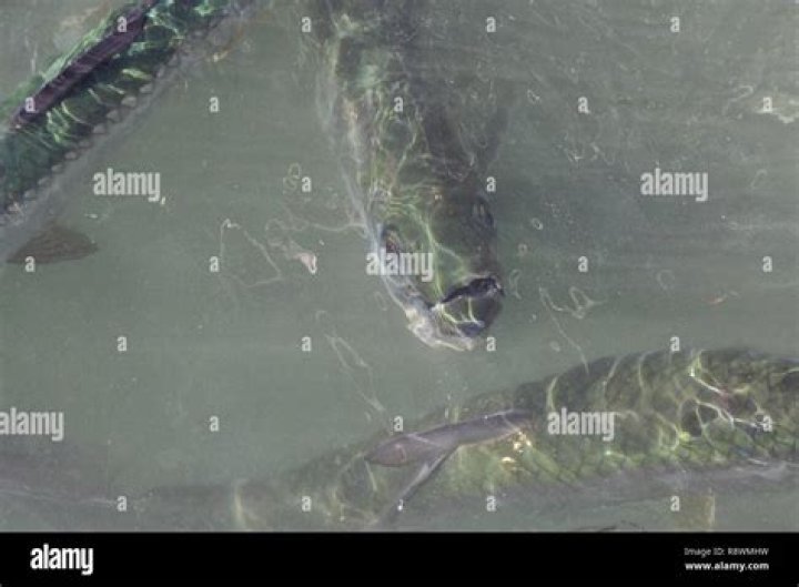 Is it illegal to throw fish guts in the water in Florida?