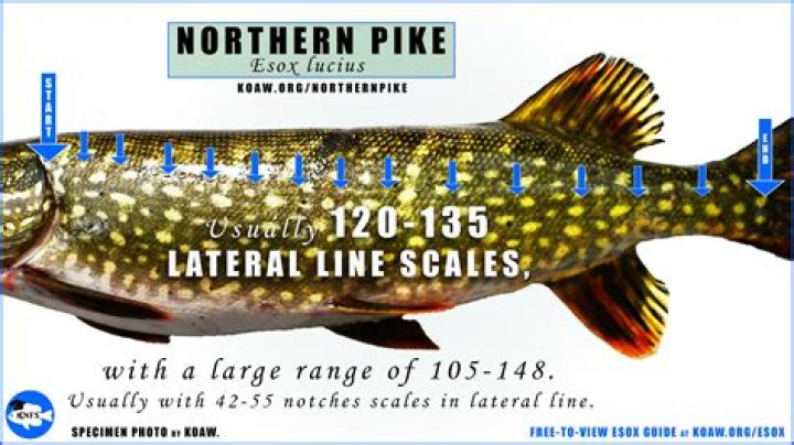 Is it legal to leave a dog outside all day?