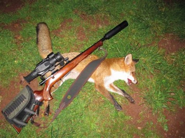 Is it legal to shoot a fox in Tennessee?