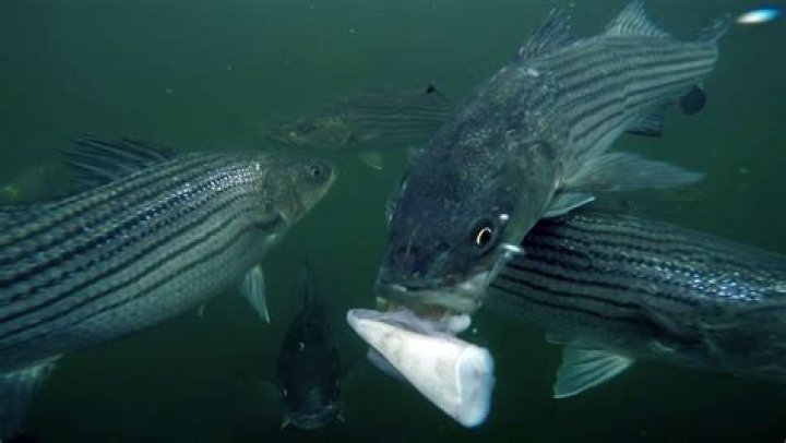 Is it OK to eat striped bass?