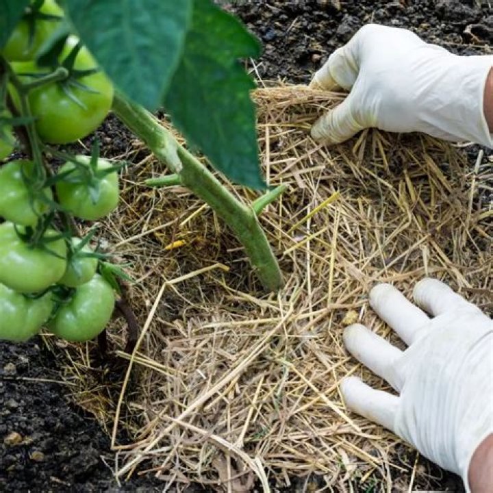 Is it OK to put grass clippings around tomato plants?