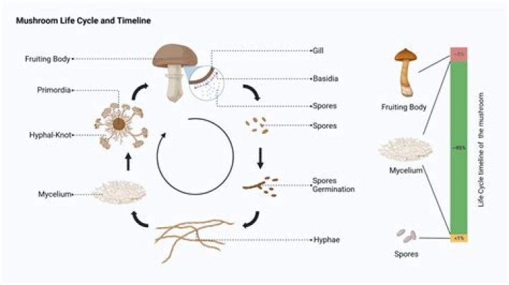 Is it possible to get spores from dried mushrooms?