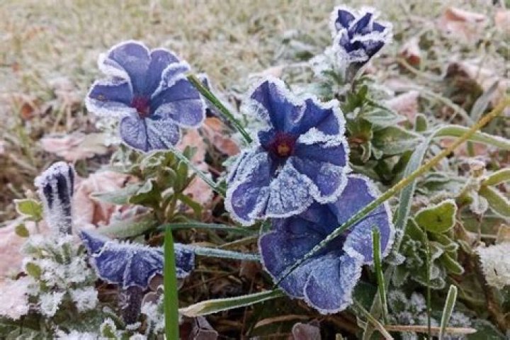 Is it possible to overwinter petunias?