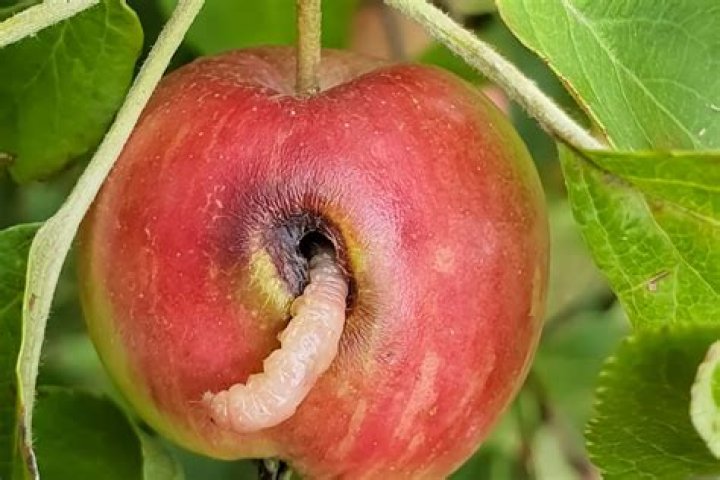 Is it safe to eat apples with worm holes?