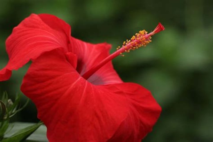 Is it safe to eat hibiscus leaves?