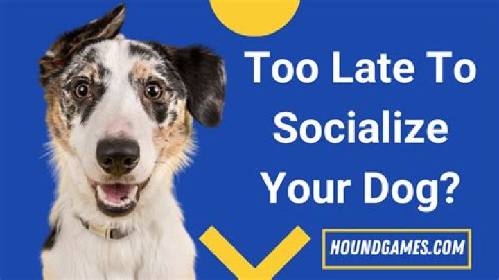 Is it too late to socialize dogs?