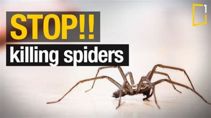 Is it wrong to kill spiders or step on bugs?