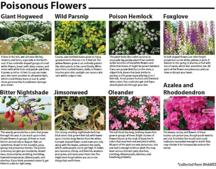 Is Kiwano poisonous?