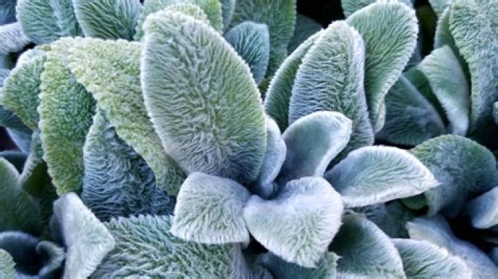 Is lamb’s ear poisonous?