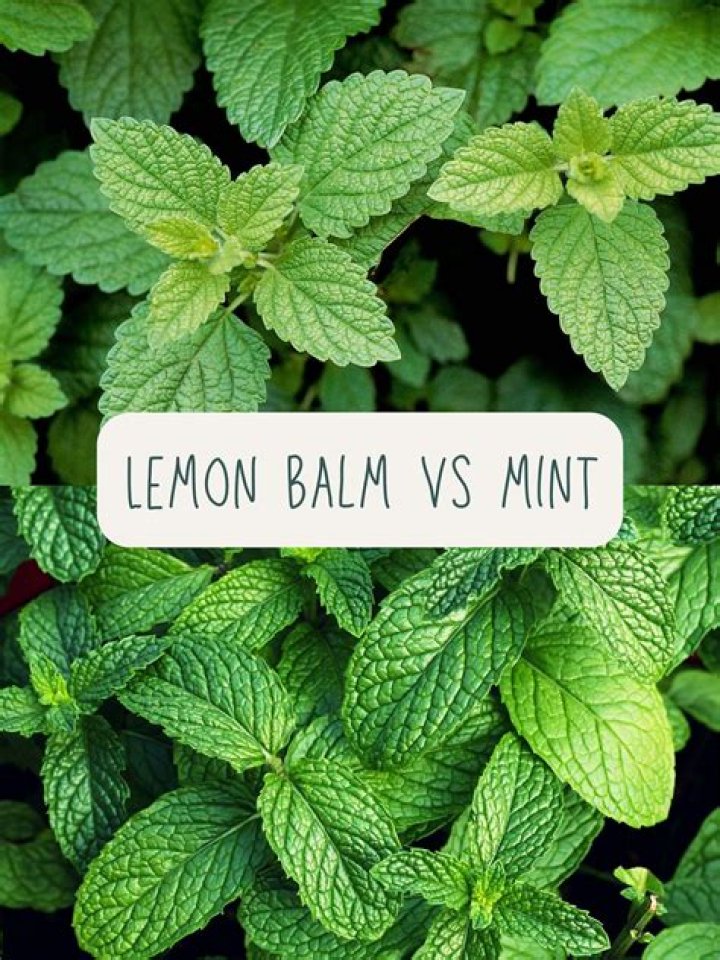 Is Lemon balm the same as lemon verbena?