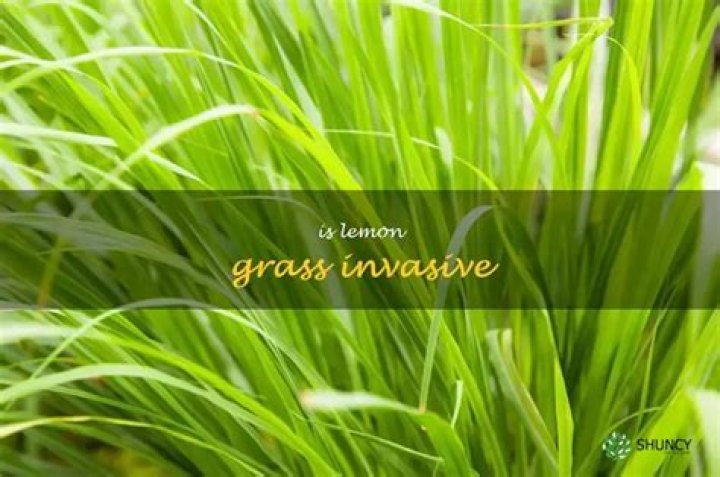 Is Lemon Grass invasive?