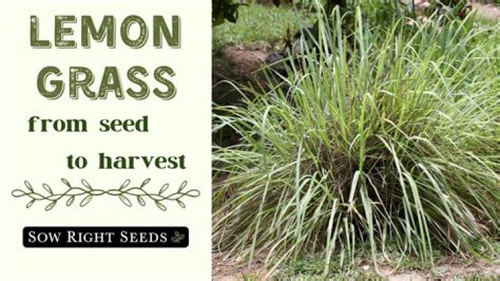 Is Lemongrass harmful to cats?