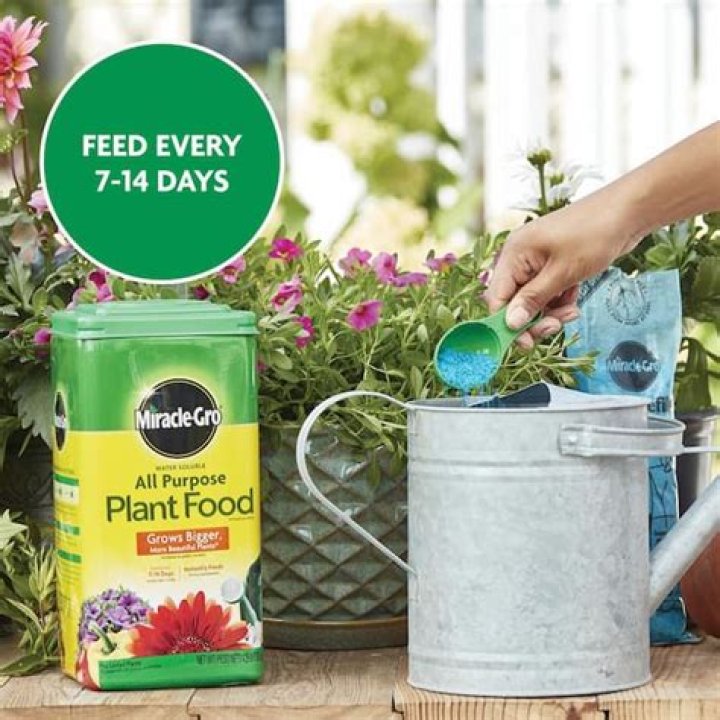 Is Miracle Grow fertilizer good for roses?